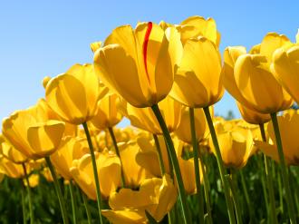 /Files/photogallery/Tulips.jpg